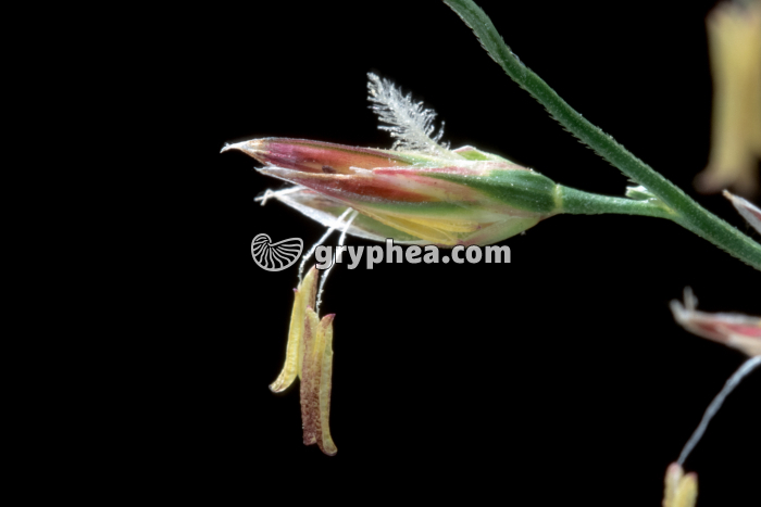 Graminée  - fleur épanouie - gryphea.com